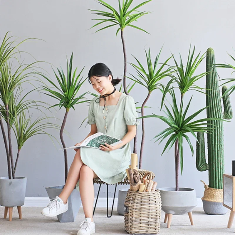 Dracaena Marginata - シミュレーション プラント ドラセナ マージナータ ドラセナ サゴ