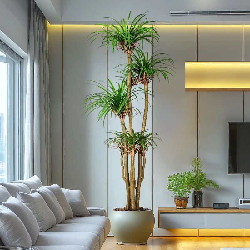 屋内外兼用 ホームツリー 模造ドラセナ・マルギナータ 人工観 - Dracaena Marginata のレビューと価格