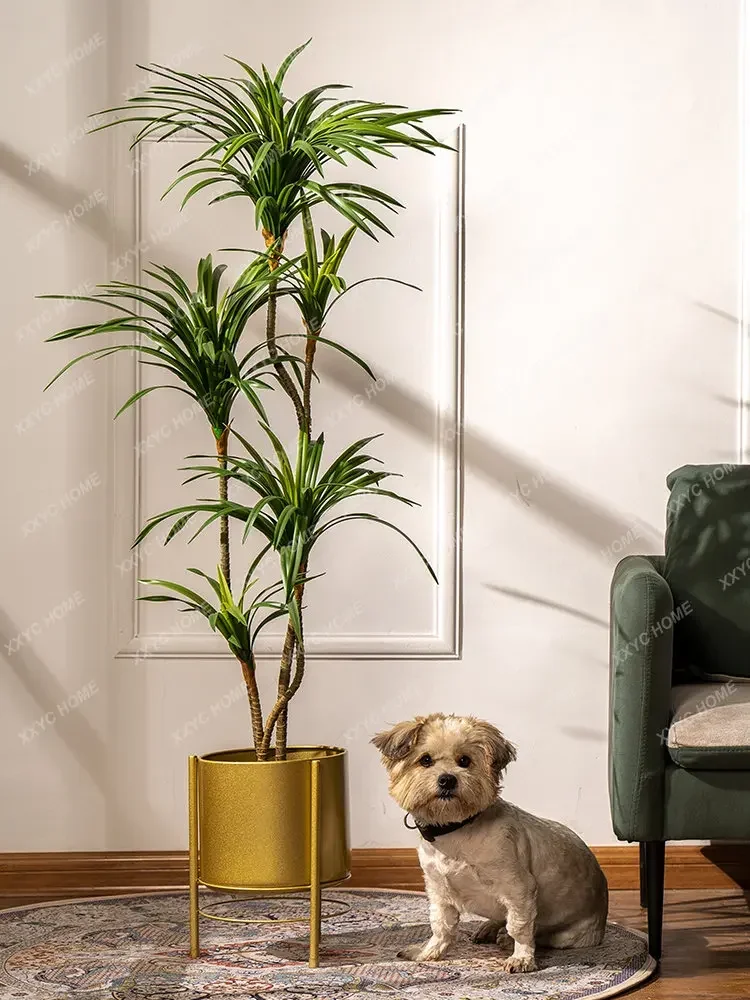 シミュレーションカラフルポニーテールアイアンドラセナマージナ - Dracaena Marginata のレビューと価格