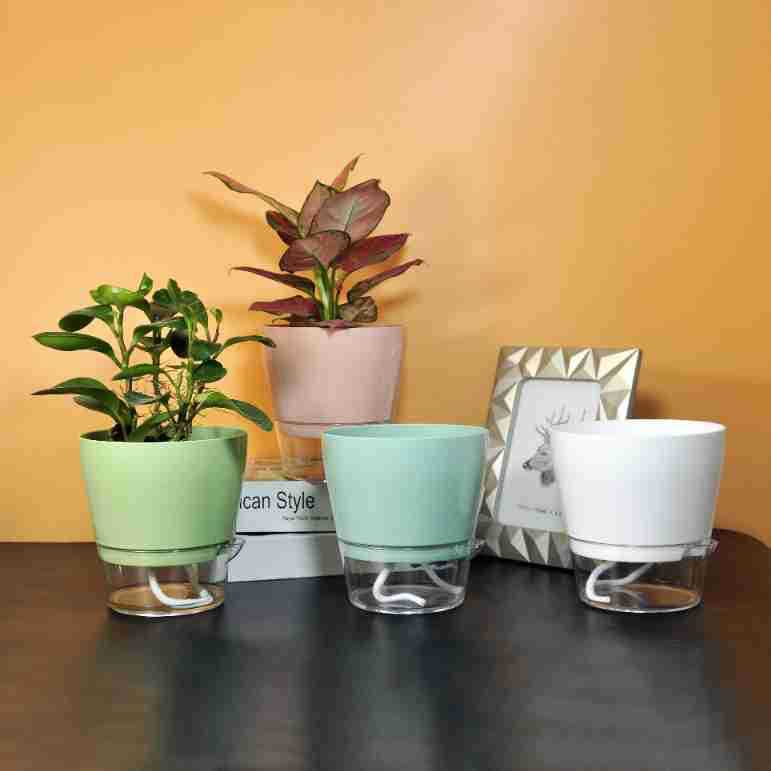 排水穴のある怠惰な植木鉢,自己散水,透明な受け皿,屋内植物の - Aloe Vera Pot のレビューと価格