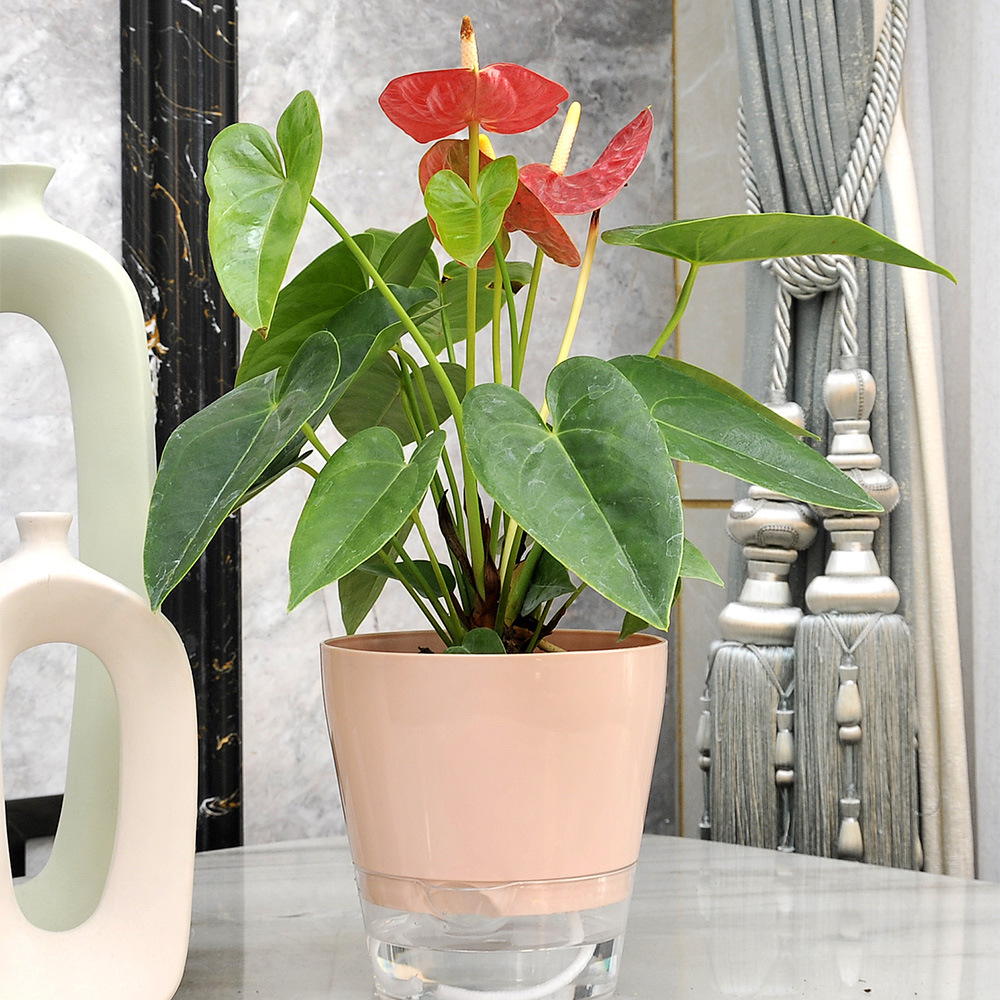 排水穴のある怠惰な植木鉢,自己散水,透明な受け皿,屋内植物の - Aloe Vera Pot のレビューと価格