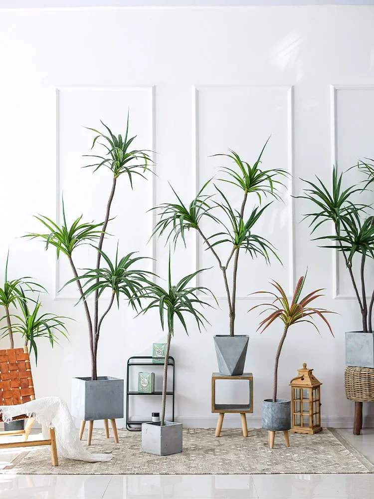 シミュレーション プラント ドラセナ マージナータ ドラセナ - Dracaena Marginata のレビューと価格