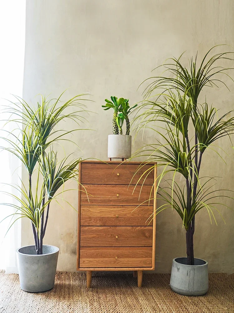 シミュレーション プラント ドラセナ マージナータ ドラセナ - Dracaena Marginata のレビューと価格
