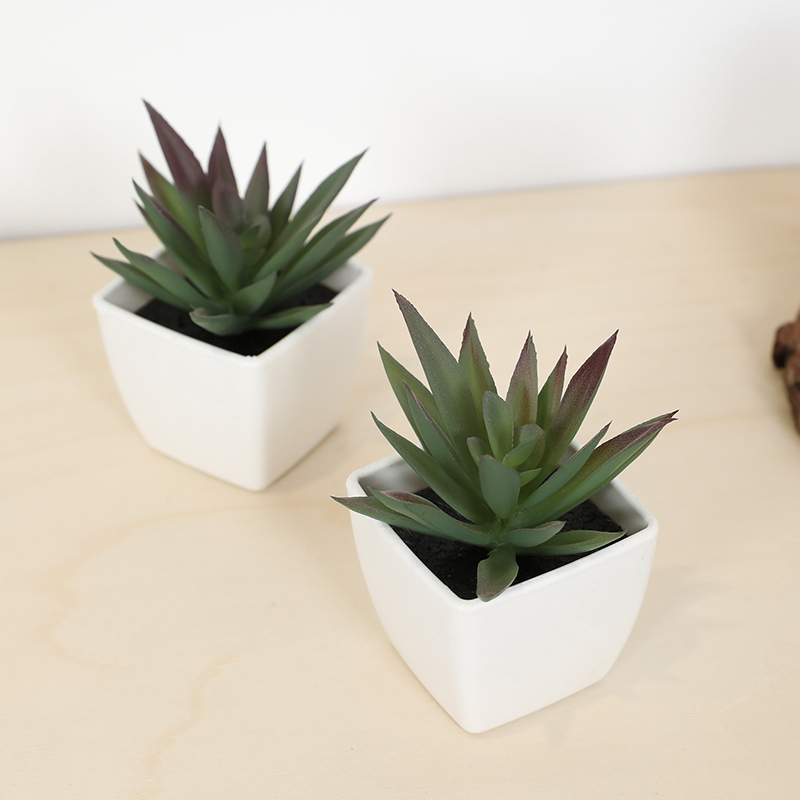 ミニ人工多肉植物フェアリーカップ小さな鉢植え、プラスチック製 - Echeveria Succulent のレビューと価格