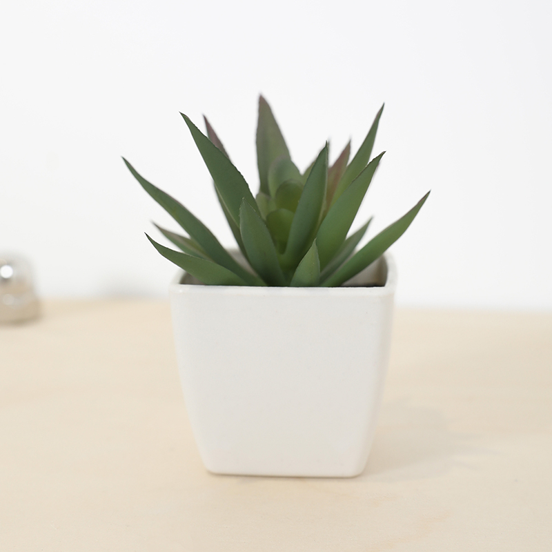 ミニ人工多肉植物フェアリーカップ小さな鉢植え、プラスチック製 - Echeveria Succulent のレビューと価格